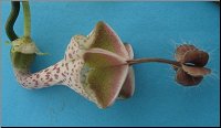 Ceropegia haygarthii ssp distincta